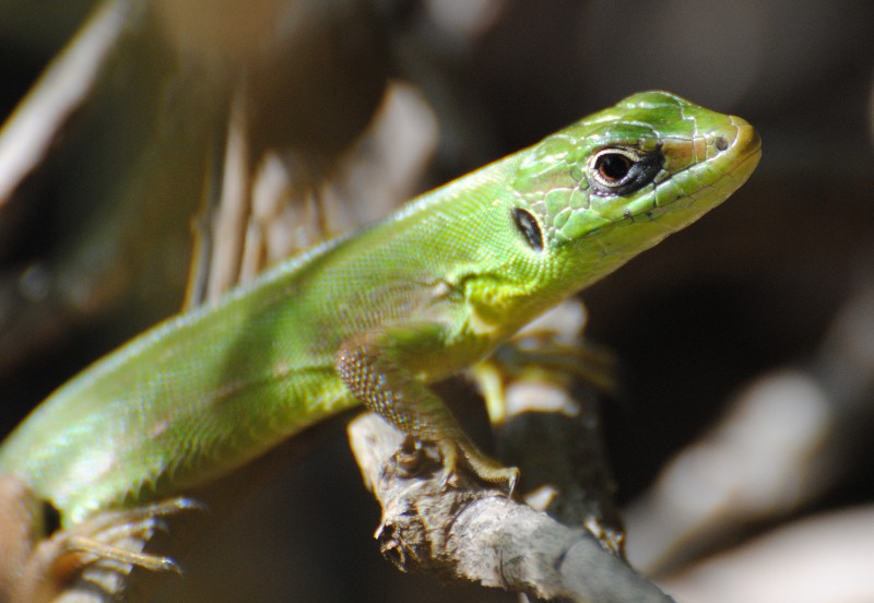 Chi ? (Lacerta bilineata)